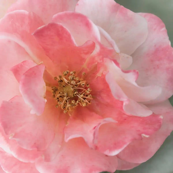 Fine Art Print: Coral Rose by Judy Stalus