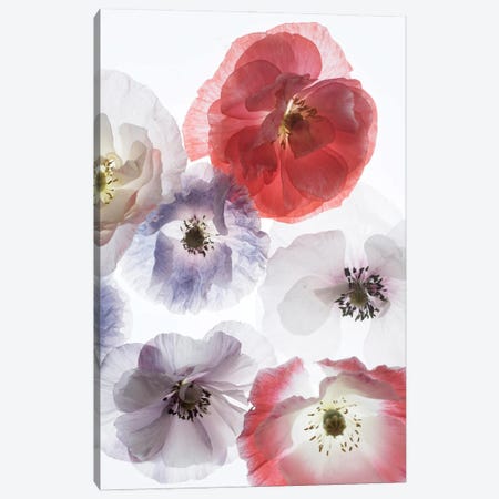 Dreaming Poppies Canvas Print #STL63} by Judy Stalus Art Print