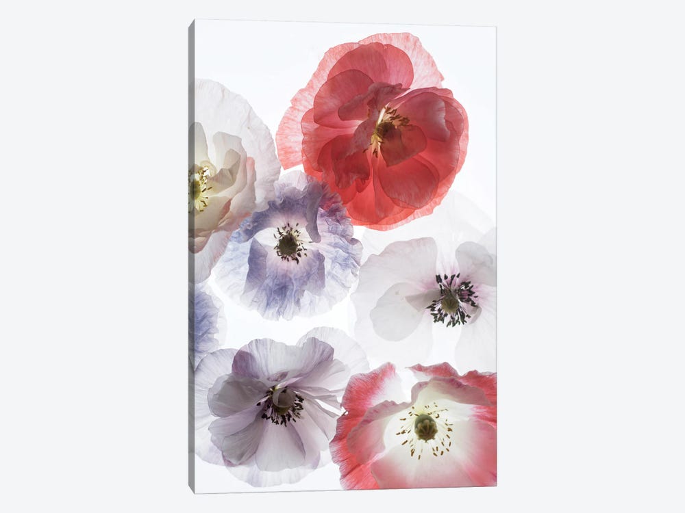 Dreaming Poppies by Judy Stalus 1-piece Canvas Art Print