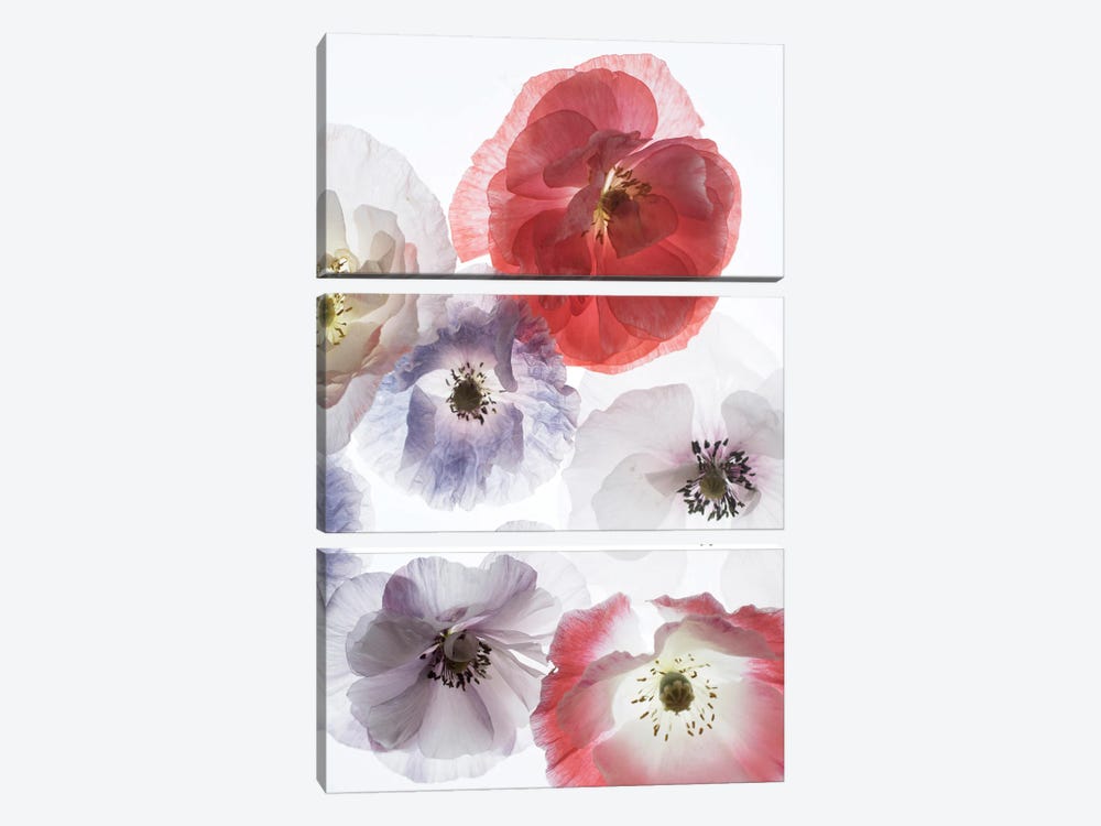 Dreaming Poppies by Judy Stalus 3-piece Canvas Print