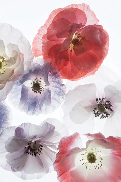 Judy Stalus: Dreaming Poppies by Judy Stalus