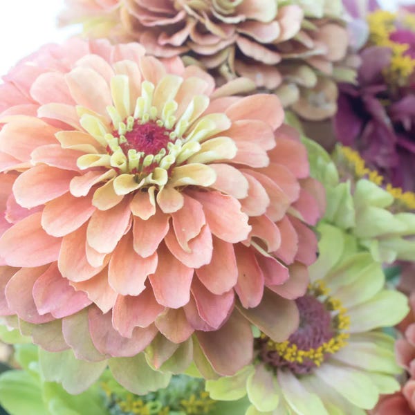 Judy Stalus: Elegant by Judy Stalus