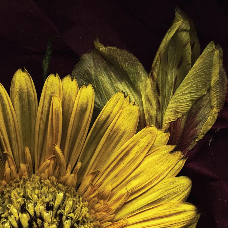 Gold by Judy Stalus wall art