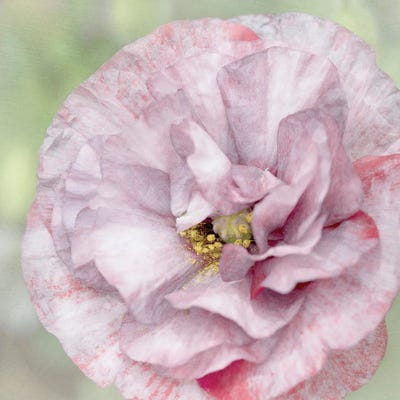 Jezebel by Judy Stalus acrylic art print