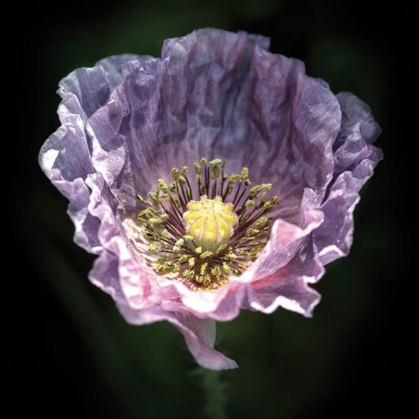 Judy Stalus: Pale Purple by Judy Stalus