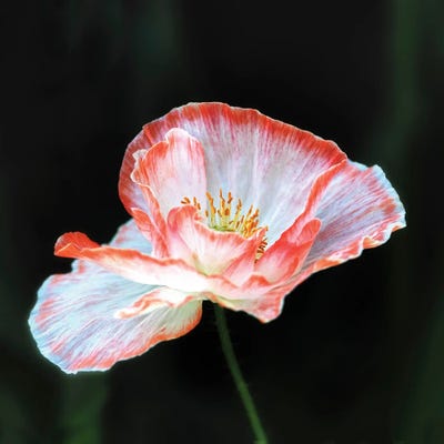 Picotee by Judy Stalus acrylic art print