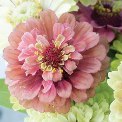 Pink Lady by Judy Stalus canvas print