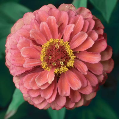 Pink Tangerine by Judy Stalus canvas print