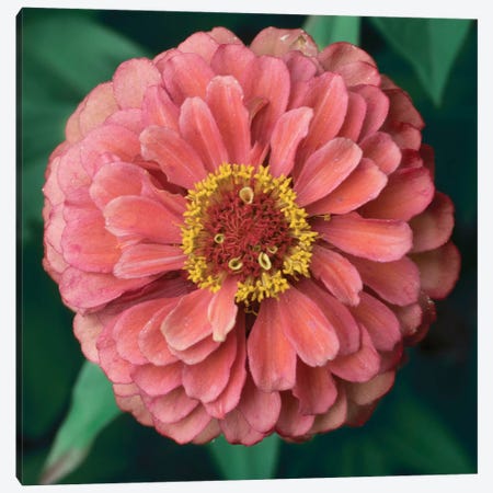 Pink Tangerine Canvas Print #STL71} by Judy Stalus Canvas Wall Art