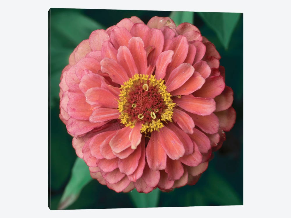 Pink Tangerine by Judy Stalus 1-piece Canvas Wall Art