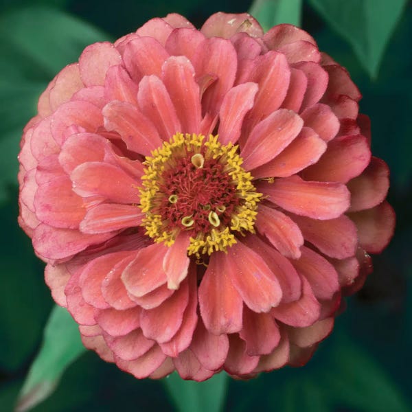 Judy Stalus: Pink Tangerine by Judy Stalus