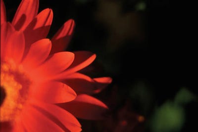 Red Sun by Judy Stalus canvas print