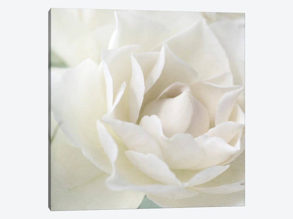 Rose by Judy Stalus 1-piece Canvas Wall Art
