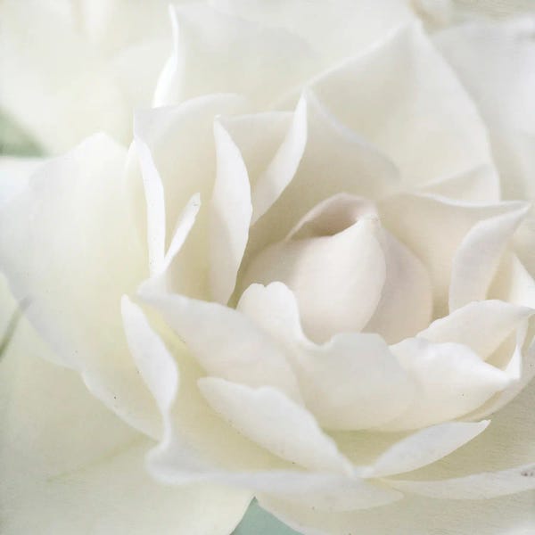 Fine Art Print: Rose by Judy Stalus