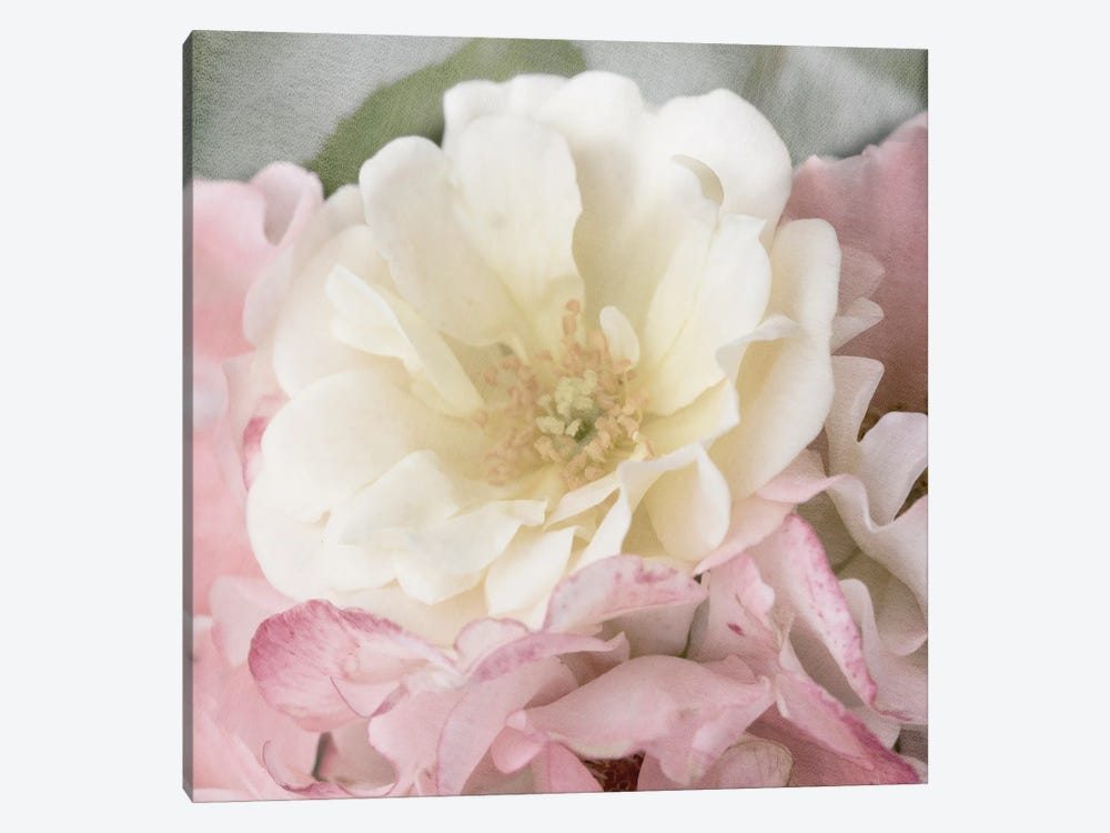 Soft Rose by Judy Stalus 1-piece Canvas Wall Art