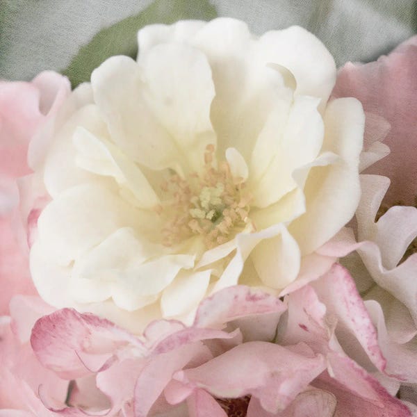 Fine Art Print: Soft Rose by Judy Stalus