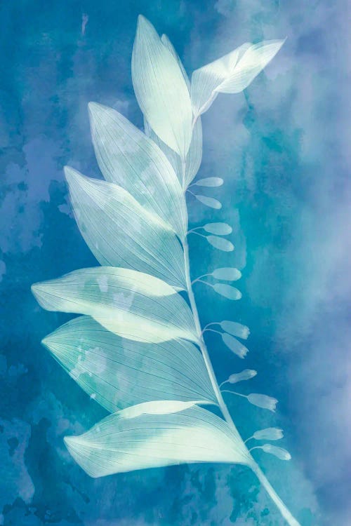 Solomon by Judy Stalus wall art