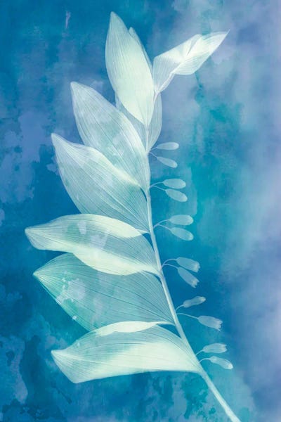 Judy Stalus: Solomon by Judy Stalus