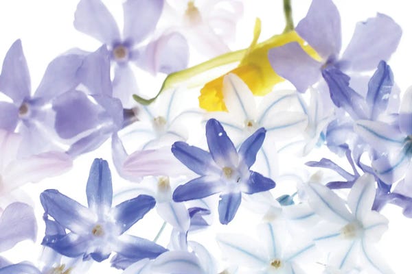 Judy Stalus: Spring Fever by Judy Stalus