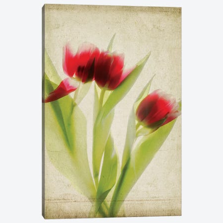 Parchment Flowers I Canvas Print #STL7} by Judy Stalus Art Print