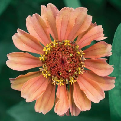 Starlight by Judy Stalus canvas print