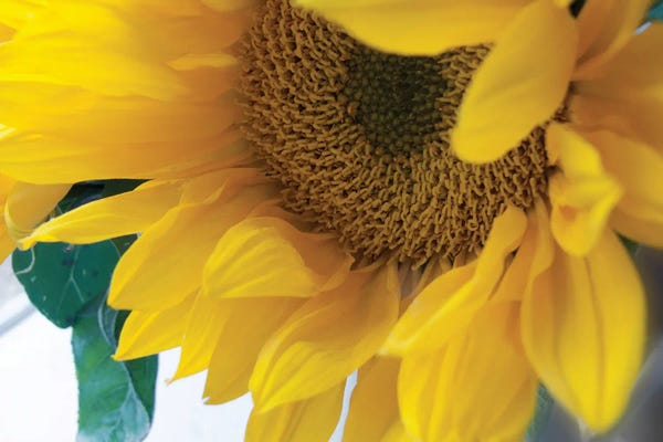 Fine Art Print: Sunshine by Judy Stalus