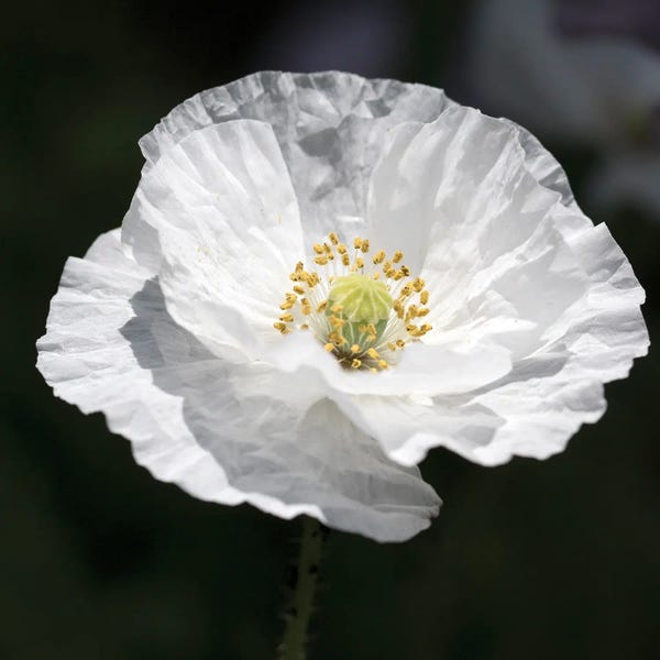 Judy Stalus: White Beauty by Judy Stalus