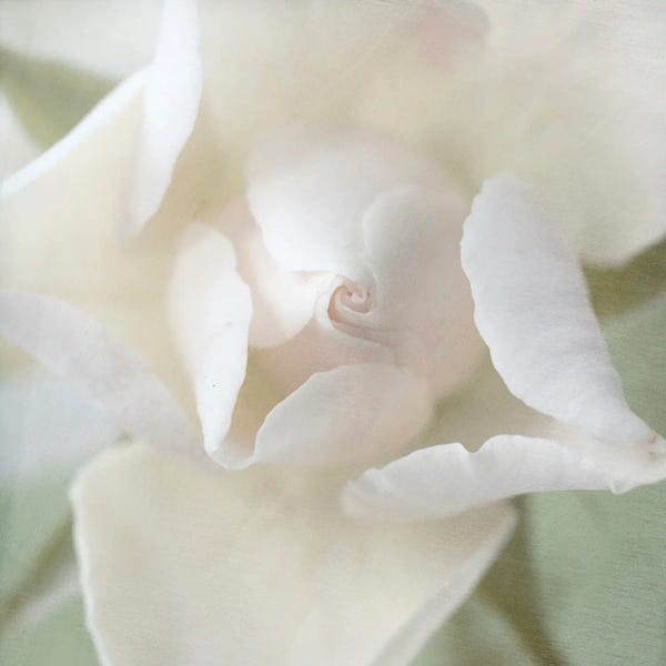 Judy Stalus: White Lady by Judy Stalus