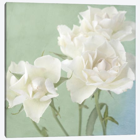 White Rose Canvas Print #STL85} by Judy Stalus Canvas Wall Art