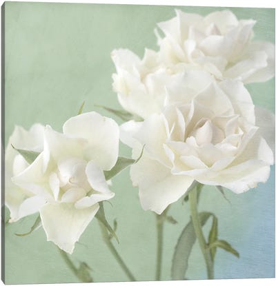White Rose Canvas Art Print