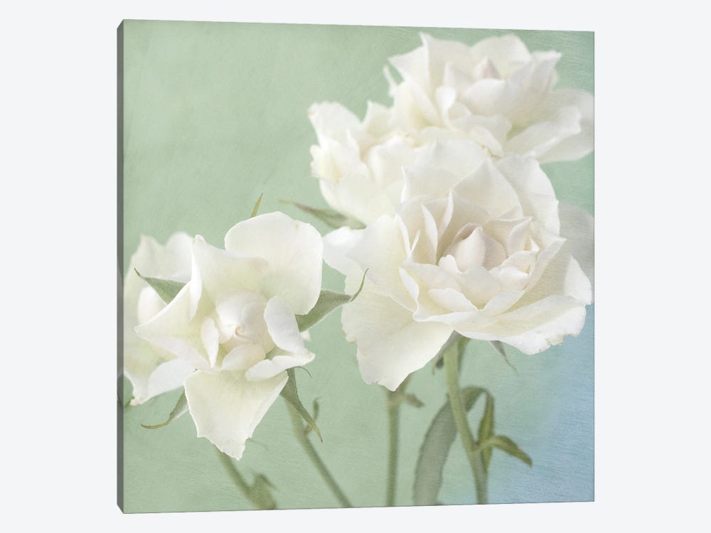 White Rose by Judy Stalus 1-piece Canvas Art Print