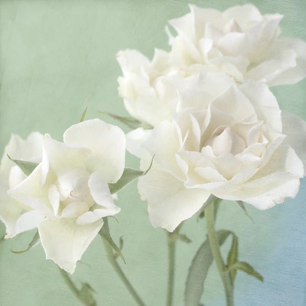 Fine Art Print: White Rose by Judy Stalus