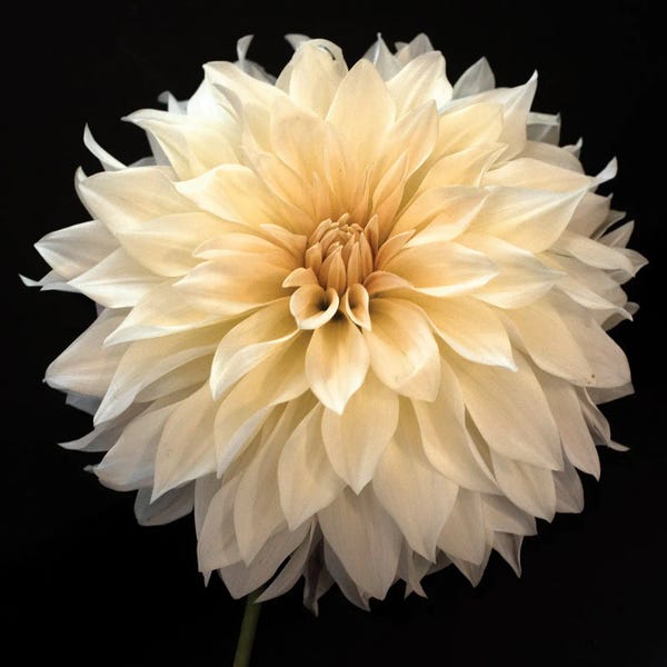Dahlias: Yellow Dahlia by Judy Stalus