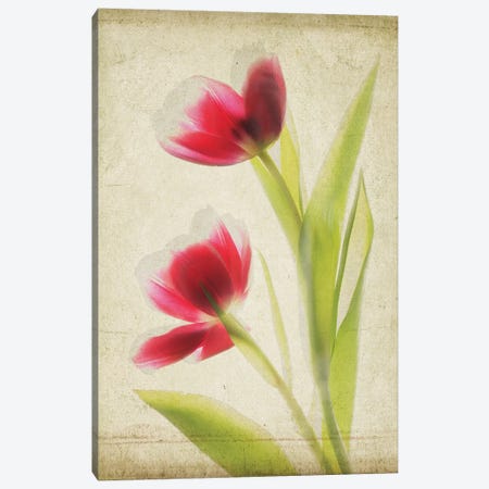 Parchment Flowers III Canvas Print #STL9} by Judy Stalus Canvas Art