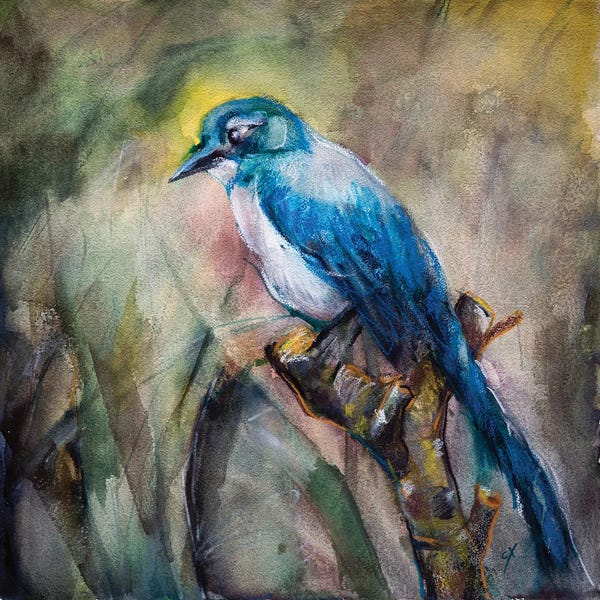 Stoian Hitrov: Blue Jay In The Morning Haze by Stoian Hitrov