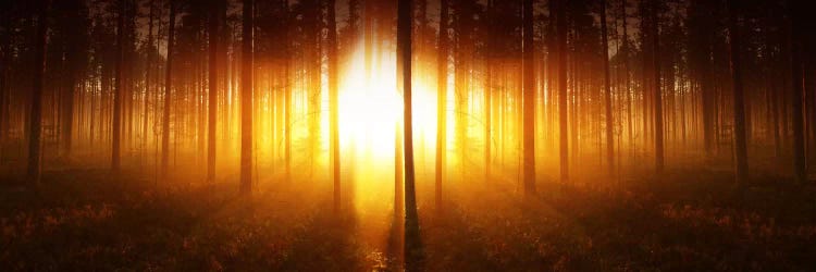 Mystic Pic by Andreas Stridsberg wall art