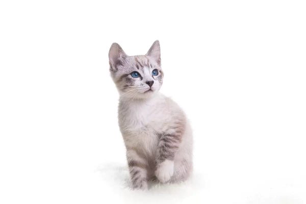 Kittens: Kerstin II by Andreas Stridsberg