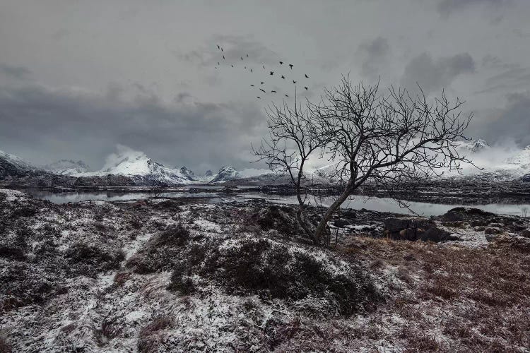 Lofoten Gray II by Andreas Stridsberg wall art
