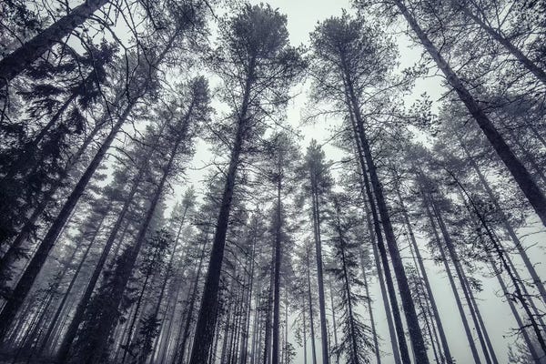 Evergreen Trees: Standing Tall by Andreas Stridsberg