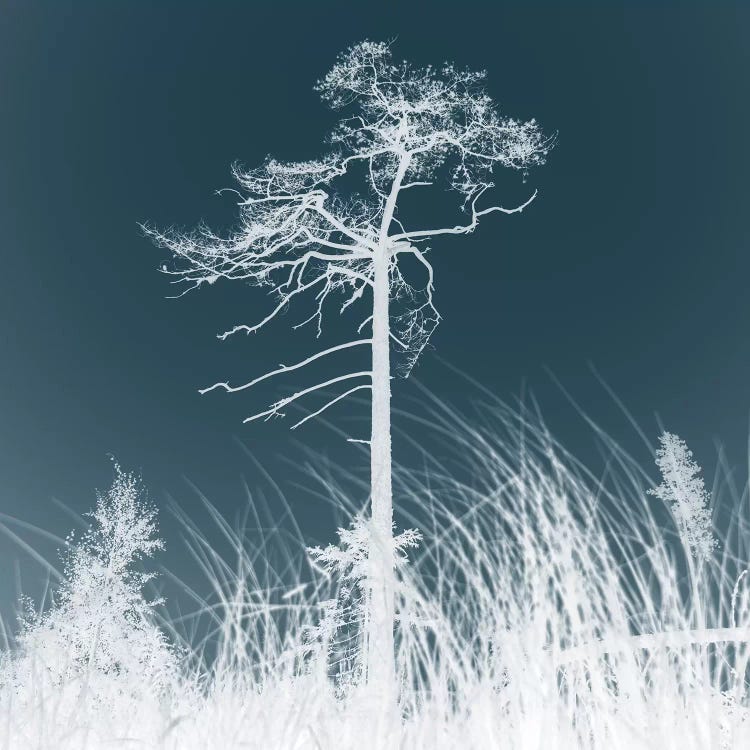 Weathered Trees I by Andreas Stridsberg wall art