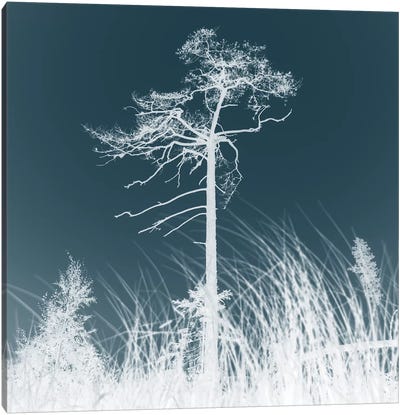 Weathered Trees I Canvas Art Print - Andreas Stridsberg