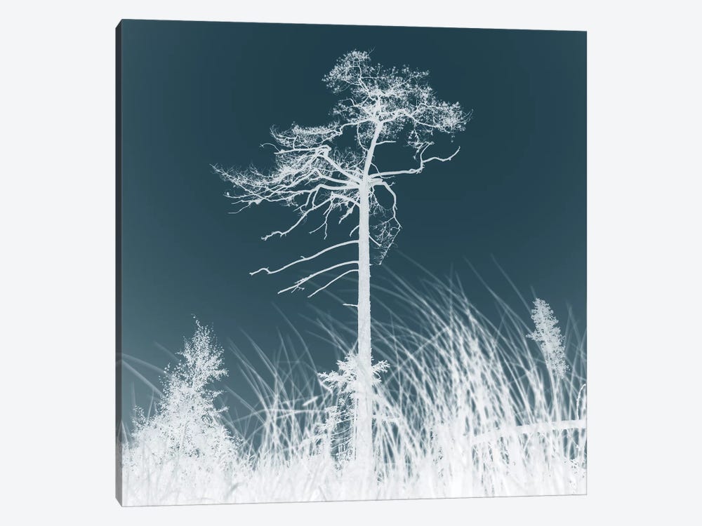 Weathered Trees I by Andreas Stridsberg 1-piece Canvas Art