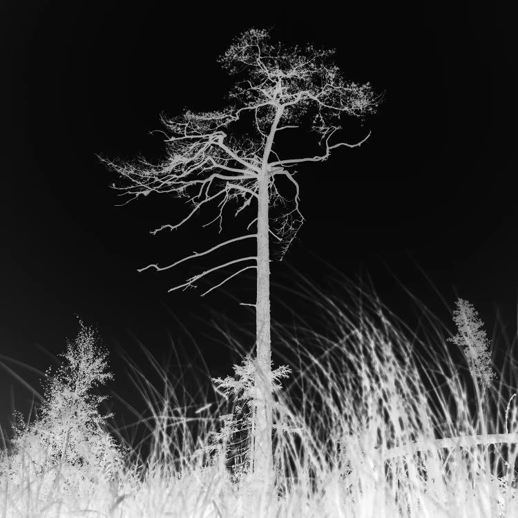 Weathered Trees II by Andreas Stridsberg wall art