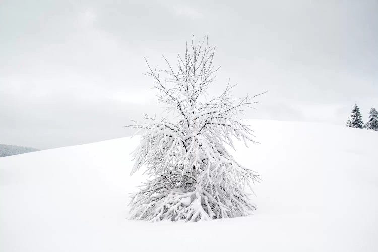 White Tree