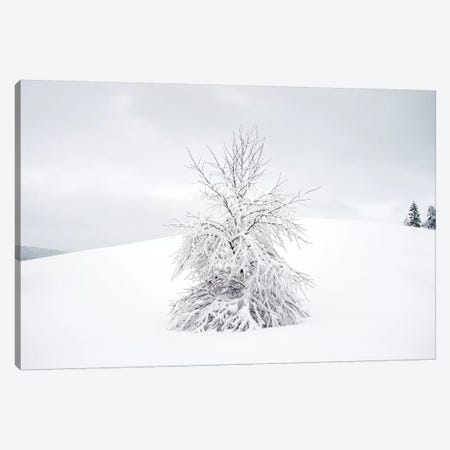 White Tree Canvas Print #STR157} by Andreas Stridsberg Canvas Art Print