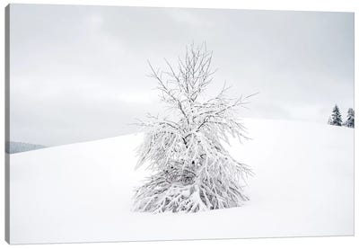 White Tree Canvas Art Print - Andreas Stridsberg