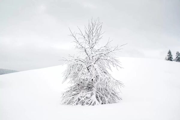 White Tree