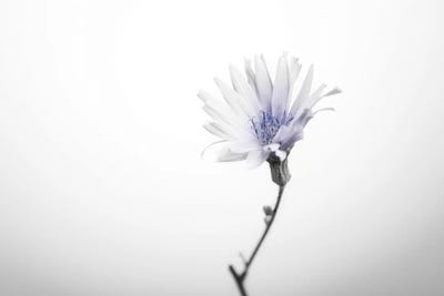 Floral I by Andreas Stridsberg canvas print