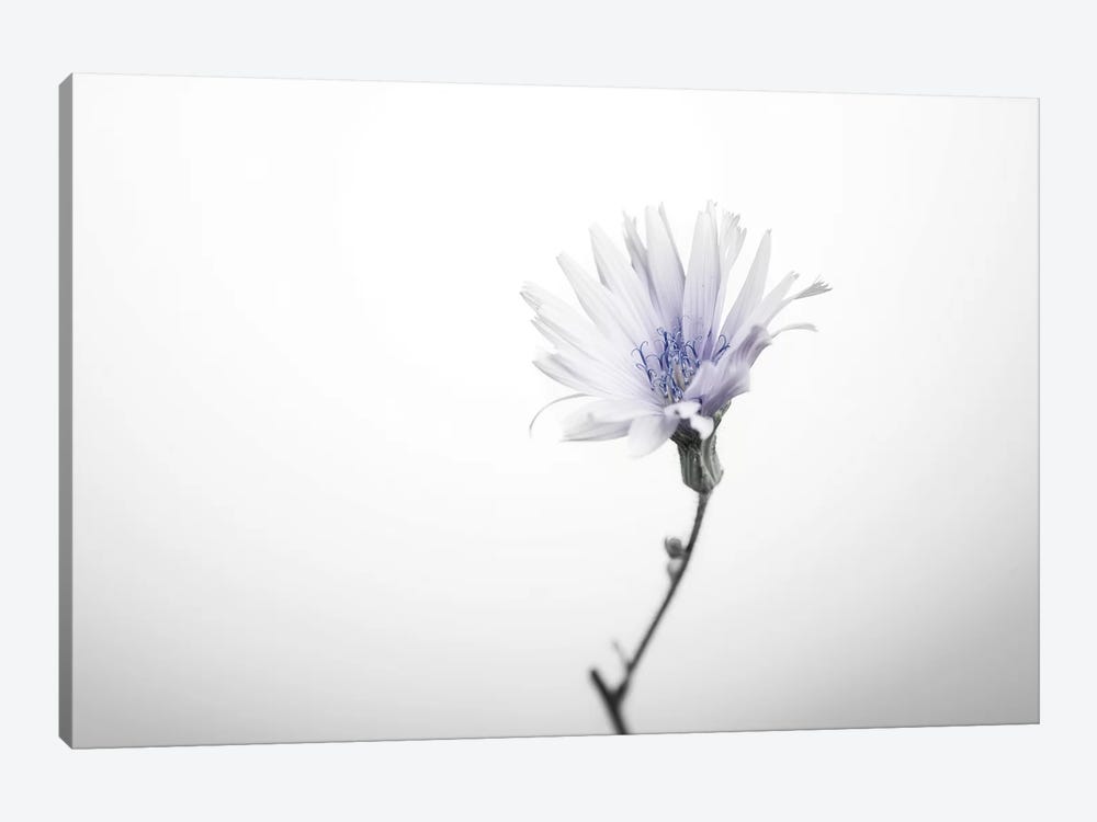 Floral I by Andreas Stridsberg 1-piece Canvas Wall Art