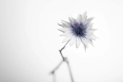 Floral II by Andreas Stridsberg acrylic art print